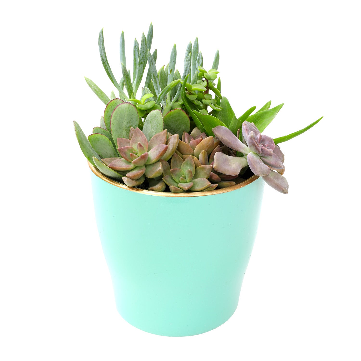 Element by Altman Plants 5IN Turquoise Clay Live Succulent Garden