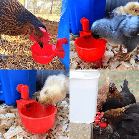 (⚡Flash Sale Today - 49% OFF) 6PCS/SET Automatic Poultry Drinking Bowl - Buy 2 Get 1 Free