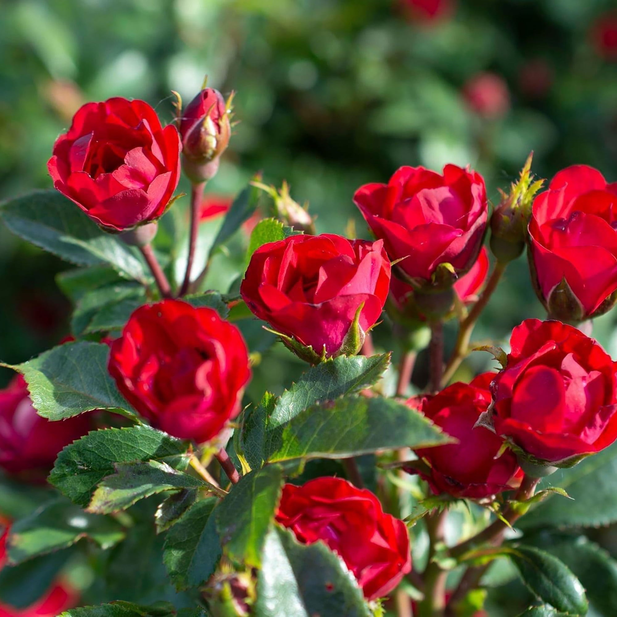 The Petite Knock Out Rose Plant with Fire Engine Red， Non Fading Blooms (2 Quart)