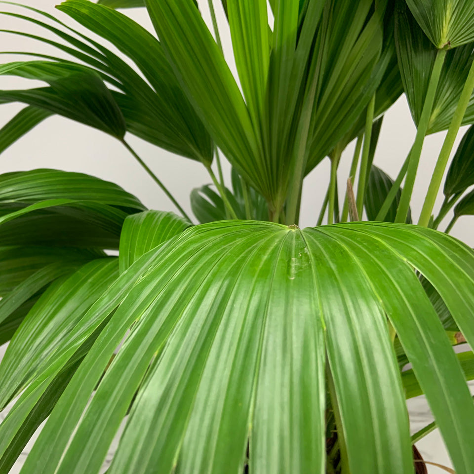Tropical Plants of Florida 30