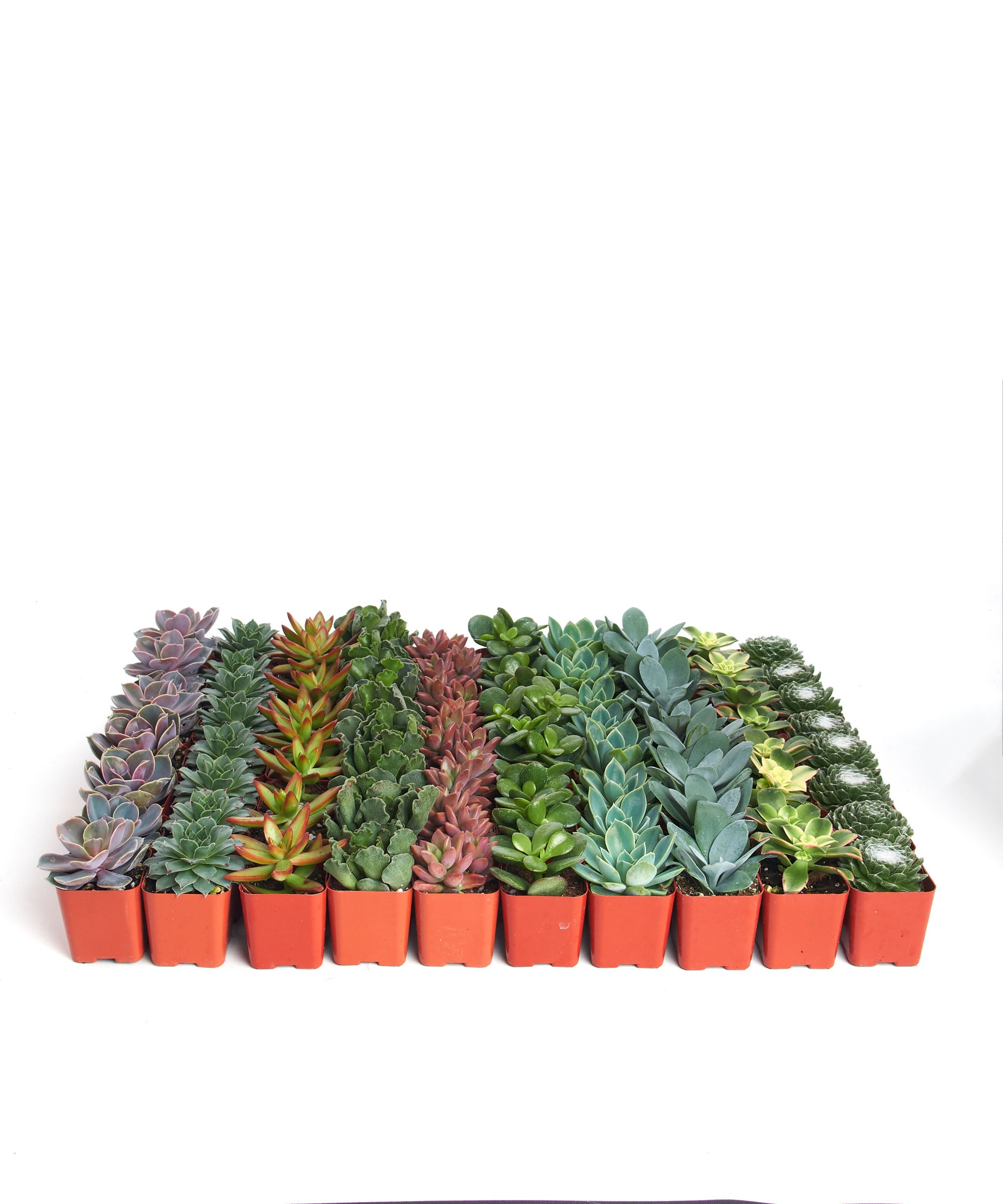 Home Botanicals Assorted Succulent (Collection of 100)