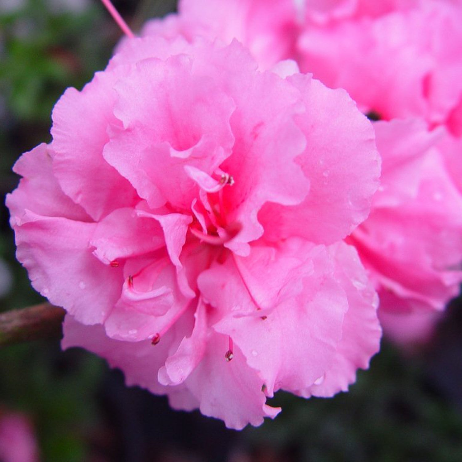 Azalea Bloom-A-Thon Pink