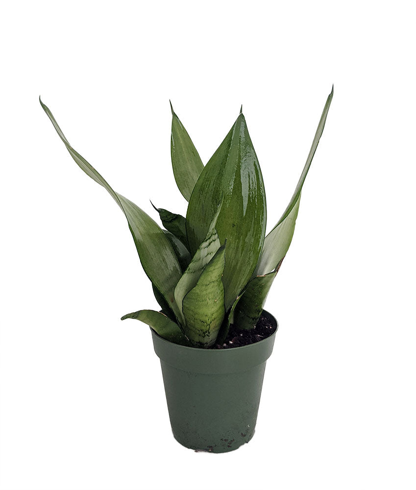 Moonshine Snake Plant - Sansevieria - Almost Impossible to kill - 4