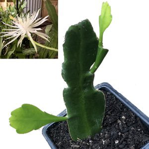 Queen of the Night Plant， (Epiphyllum oxypetalum) 2.5 inch pot