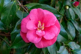 Camellia Japanese Ju dee