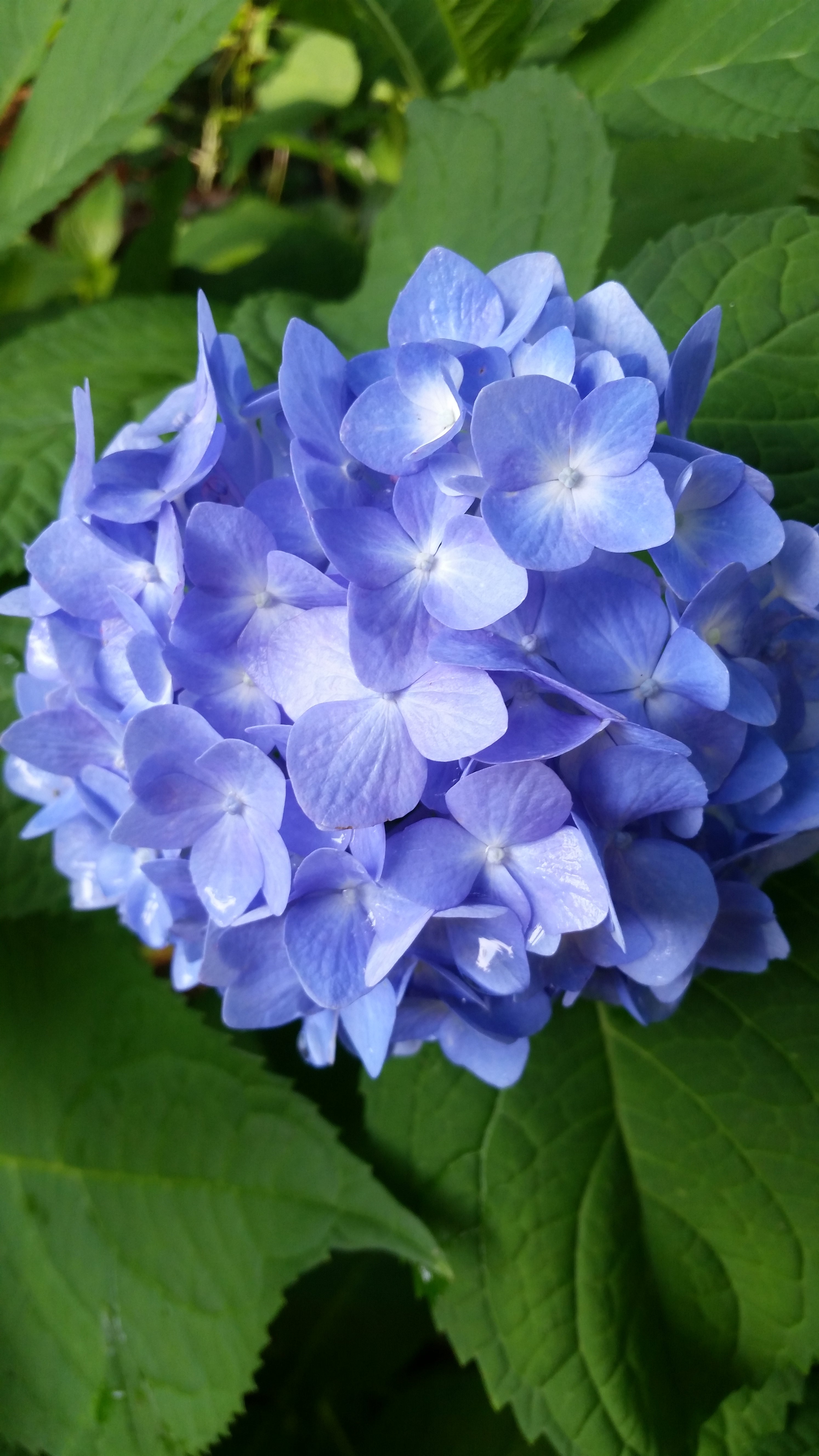 Nightingale Hydrangea Shrub -Gorgeous Indigo/Purple Flowers