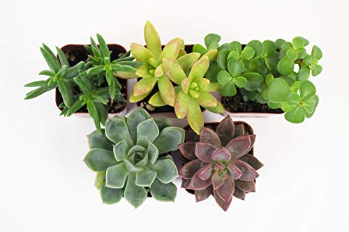 Home Botanicals | Assorted Live Succulent Plants， Hand Selected Variety Pack of Mini Succulents | Collection of 5