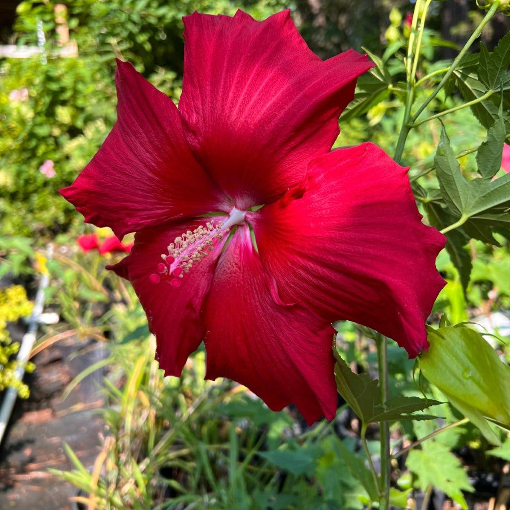 Lord Baltimore Hibiscus