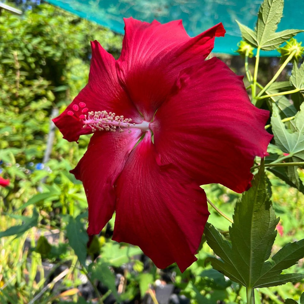 Lord Baltimore Hibiscus