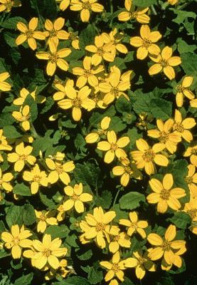 Classy Groundcovers - Collection #1 of Native Plants for Sun: 10 Trumpet Creeper， 25 Goldenstar， Green and Gold， 25 Coreopsis 'Nana'， 25 Southern Shield Fern， 25 Phlox 'Blue Emerald'