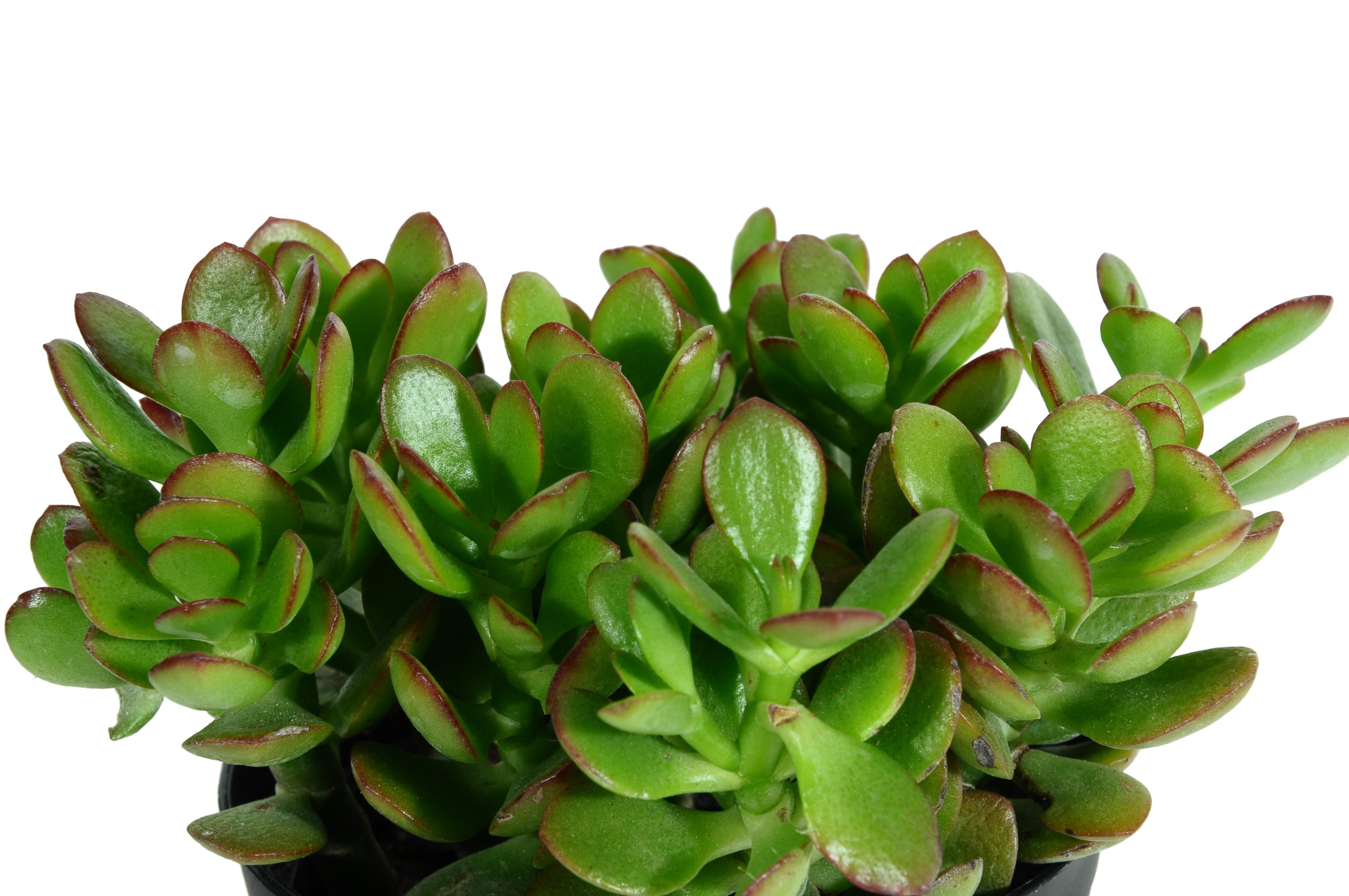 Costa Farms  Live Indoor 6in. Tall Green Jade Plant; Bright， Direct Sunlight Plant in 4in. Décor Pot