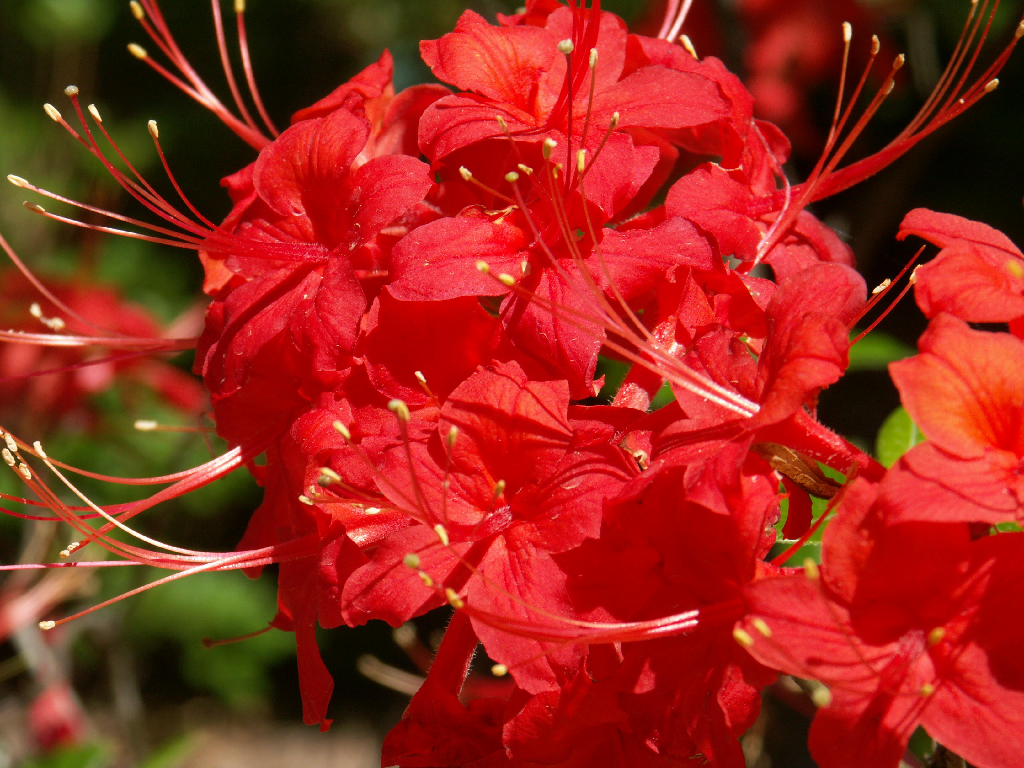 Jack Melton Rhododendron