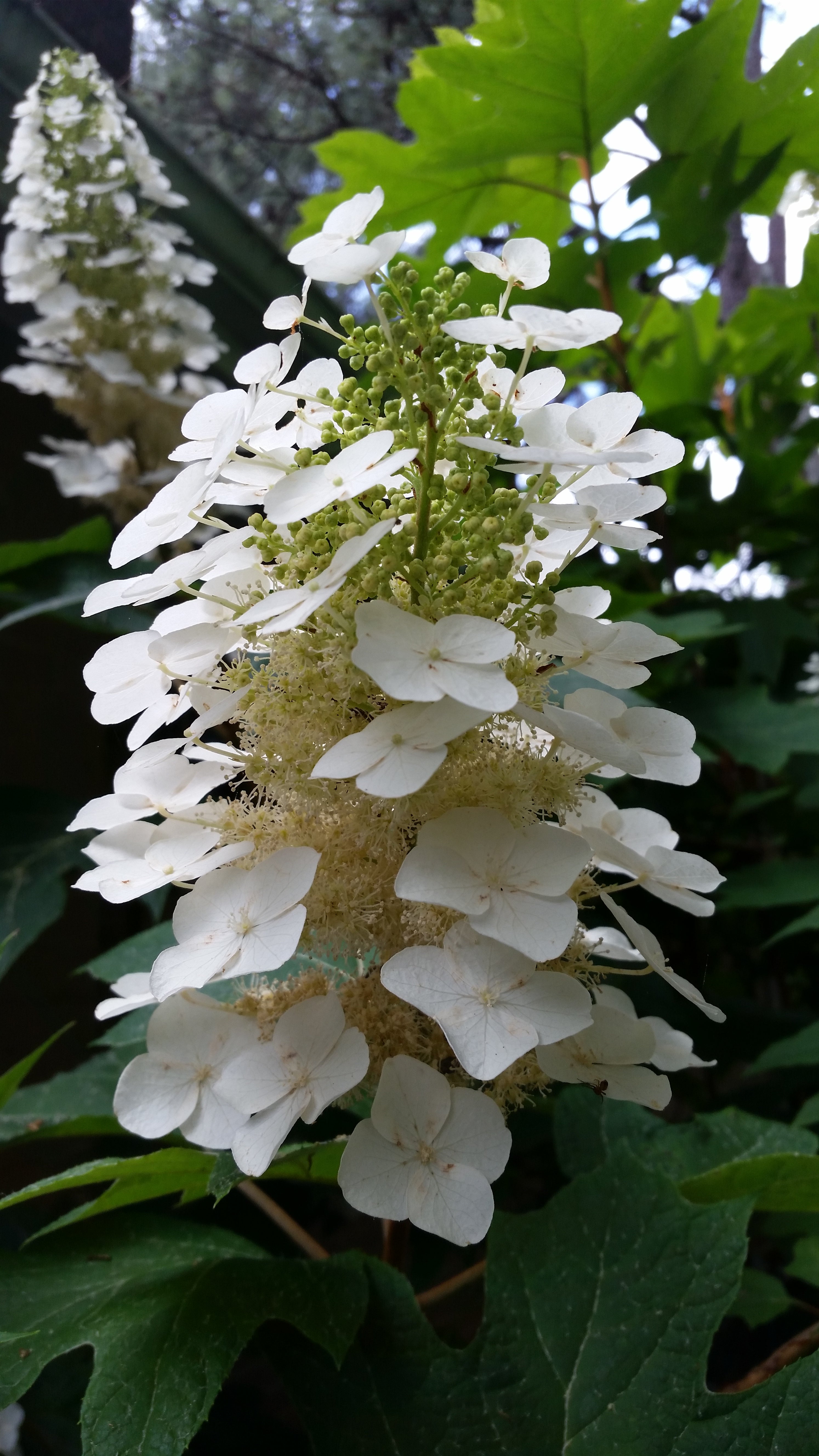 Snow Flake' Oakleaf Hydrangea-Gorgeous Native Hydrangea