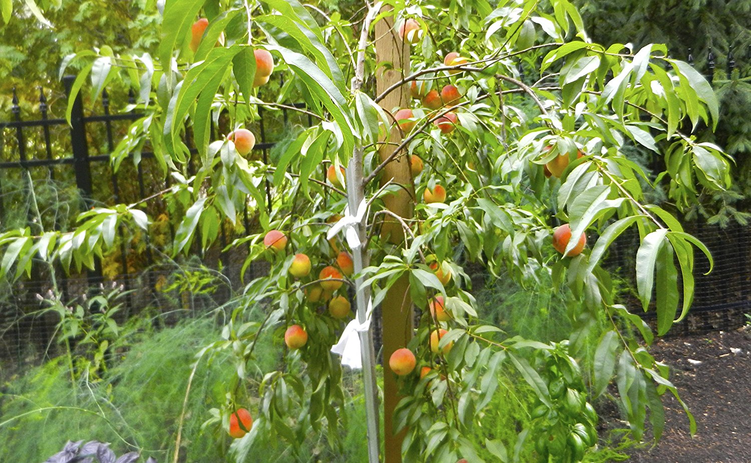 4 In 1 Peach Cocktail Tree, 4 Different Peaches On One Plant