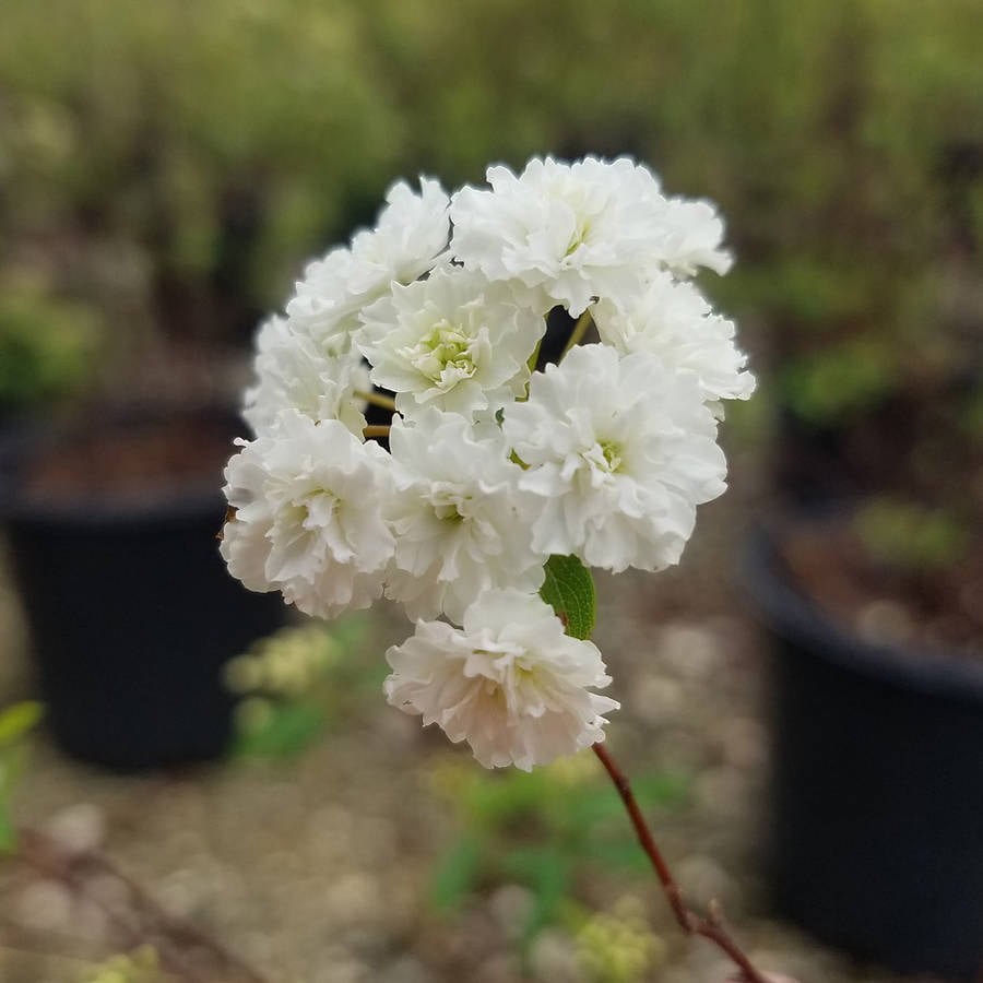 Reeves Bridal Wreath Spirea (2.5 Quart) White Blooming Deciduous Shrub - Full Sun Live Outdoor Plant