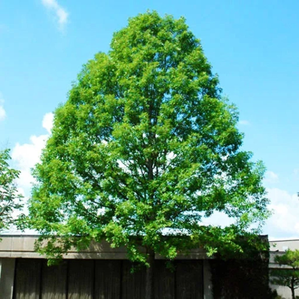 Nuttall Oak Tree