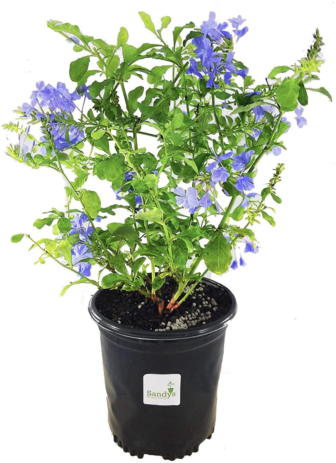 Plumbago Auriculata Perennial Shrub， Imperial Blue Flower， Gallon Pot