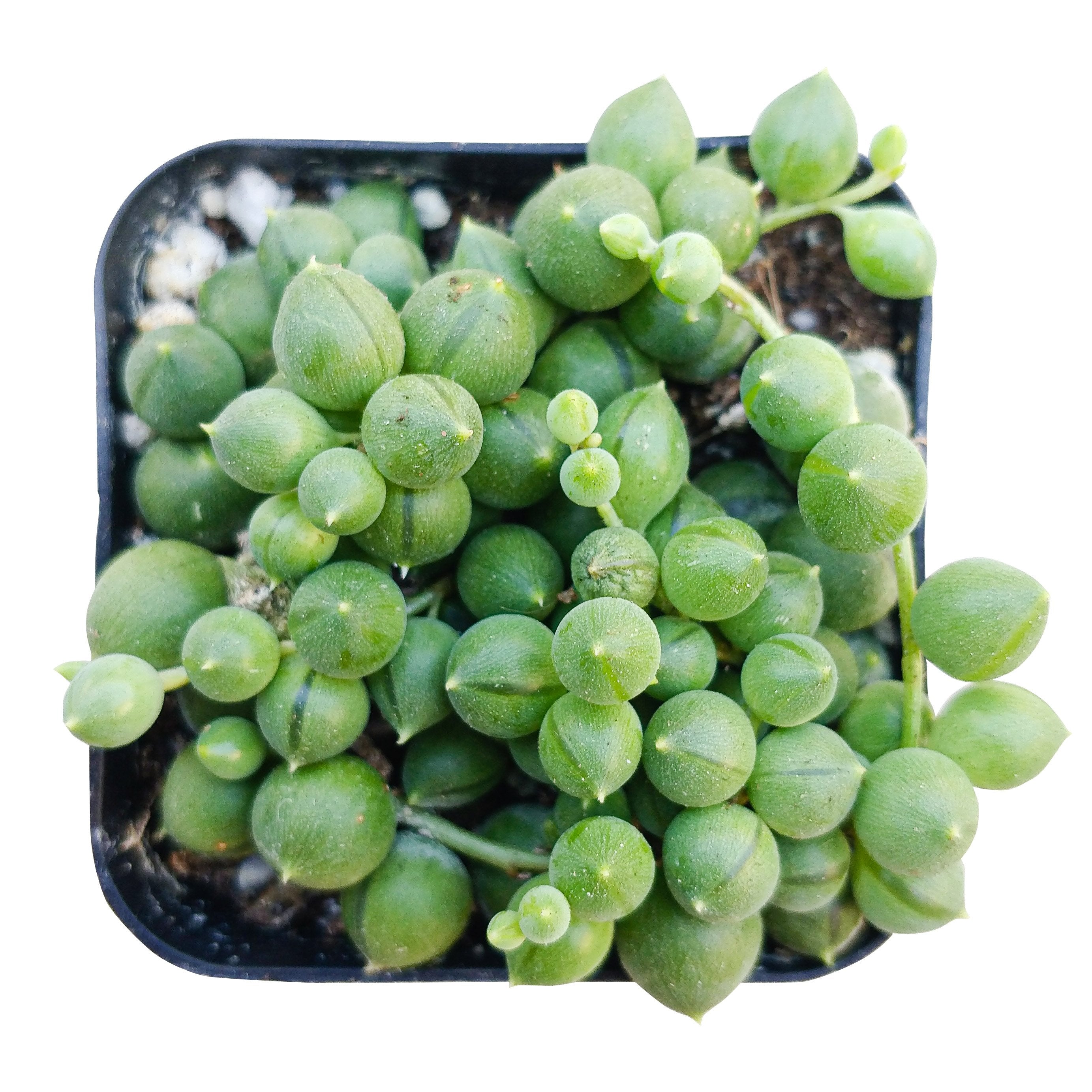String Of Pearls Senecio Rowleyanus， Best Hanging or Trailing Succulent Plant - 2 inch with Clay Pot