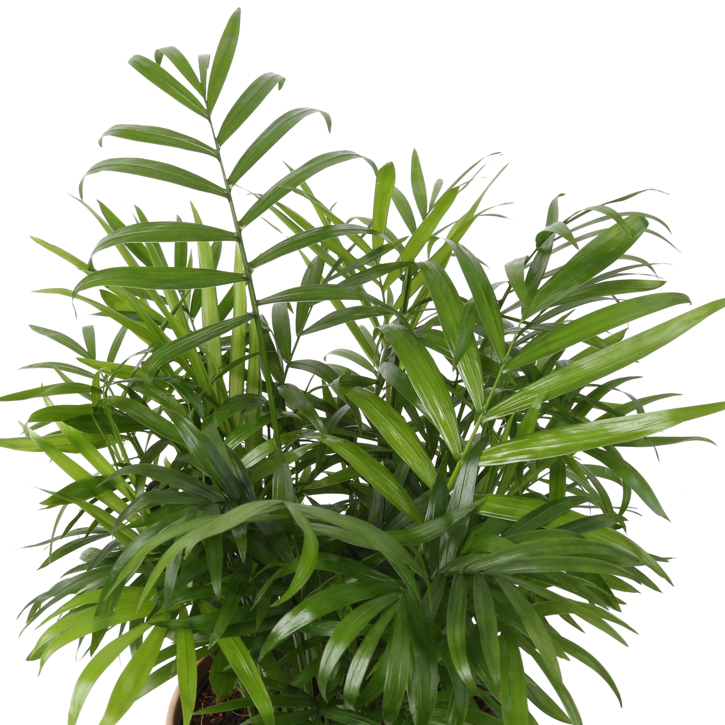 Costa Farms  Live Indoor 12in. Tall Green Parlor Palm Tree; Bright， Indirect Sunlight Plant in 6in. Grower Pot