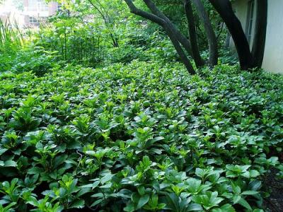 Classy Groundcovers - Japanese Spurge  {250 Bare Root Plants}