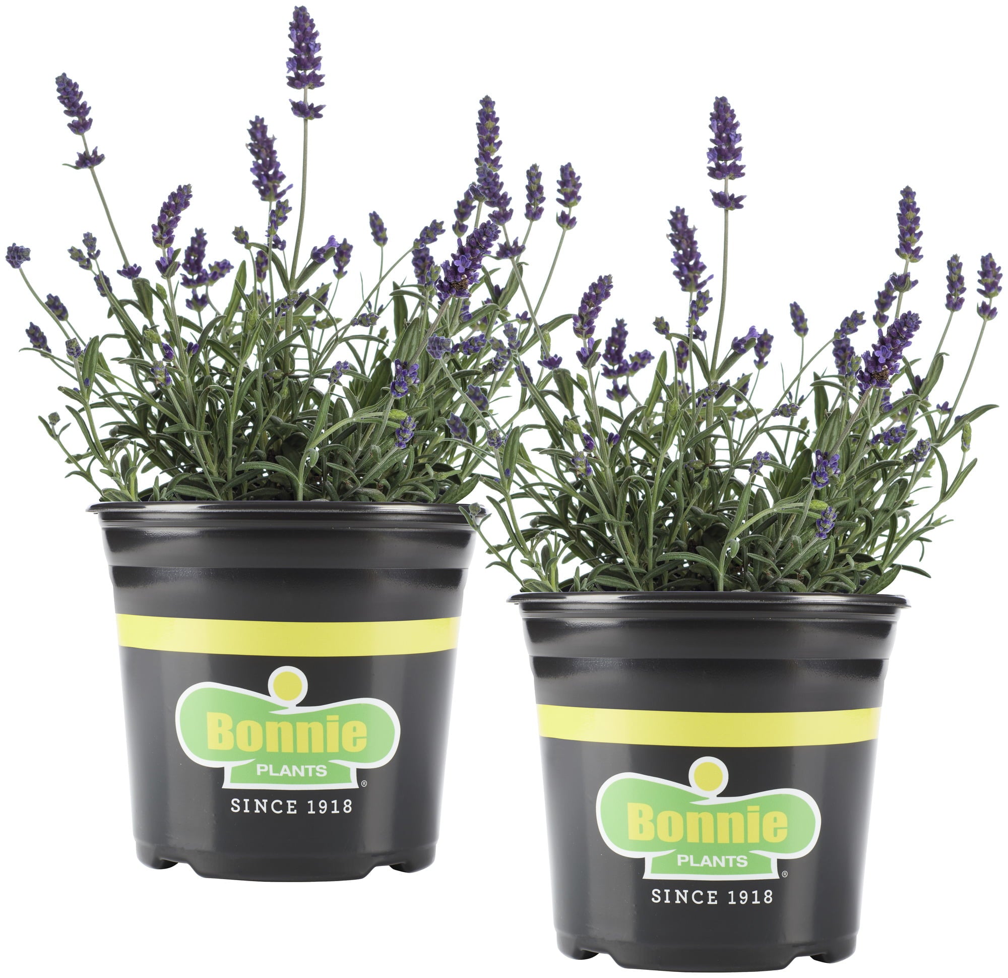 Bonnie Plants Lavender 25 oz. 2-Pack