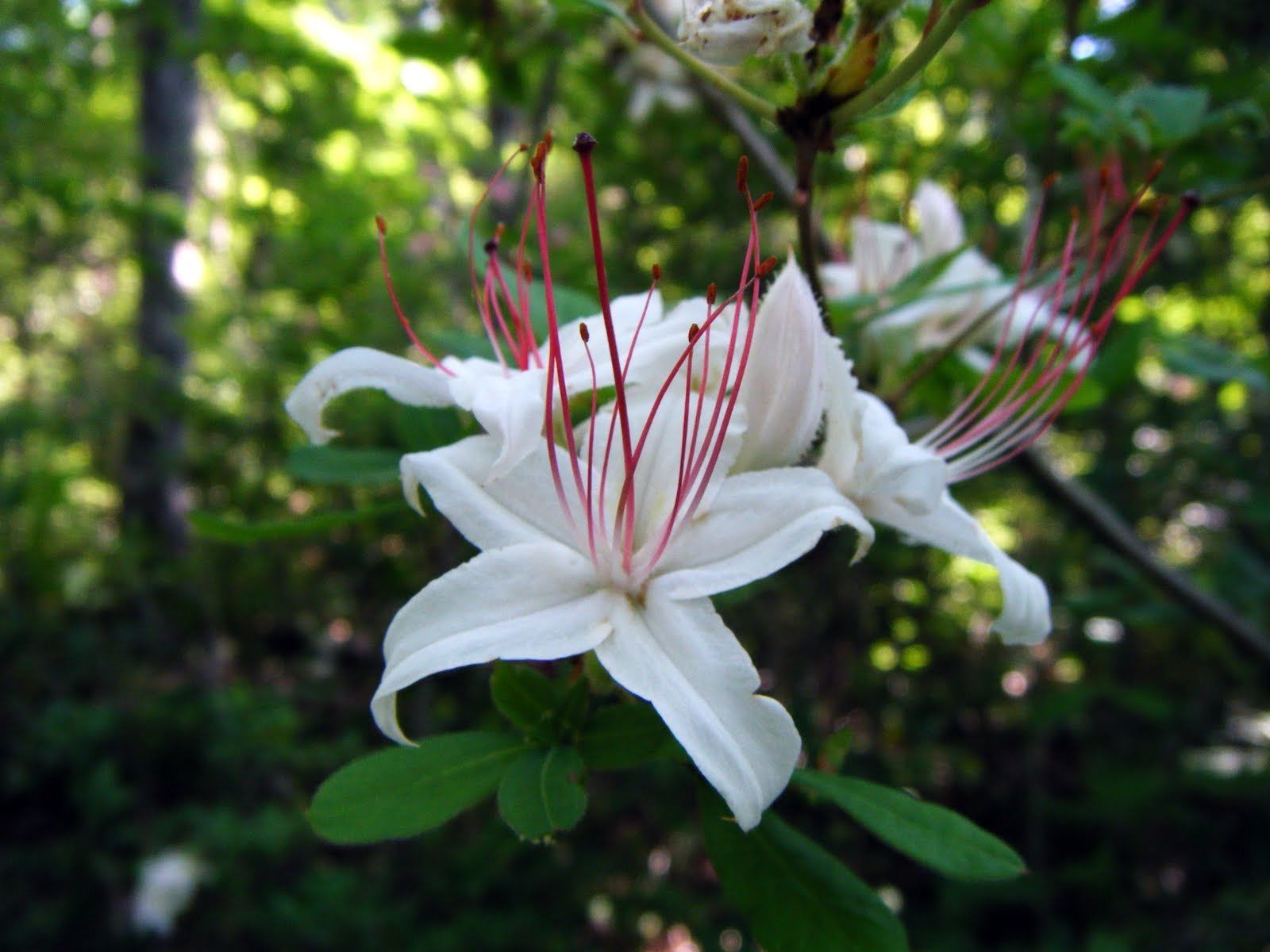 Rhododendron ' Arboroscens' Gorgeous White Flowers