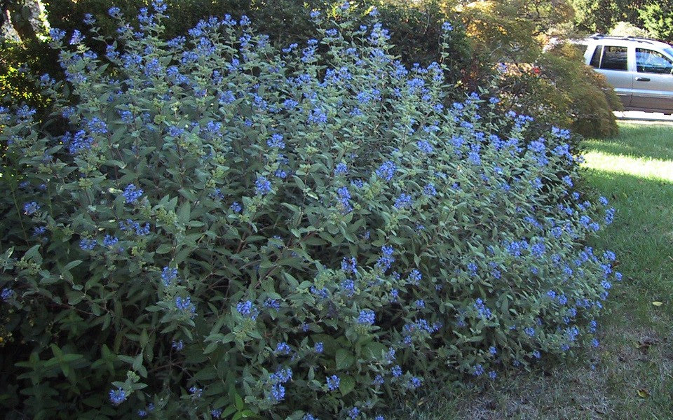 Longwood Blue Caryopteris