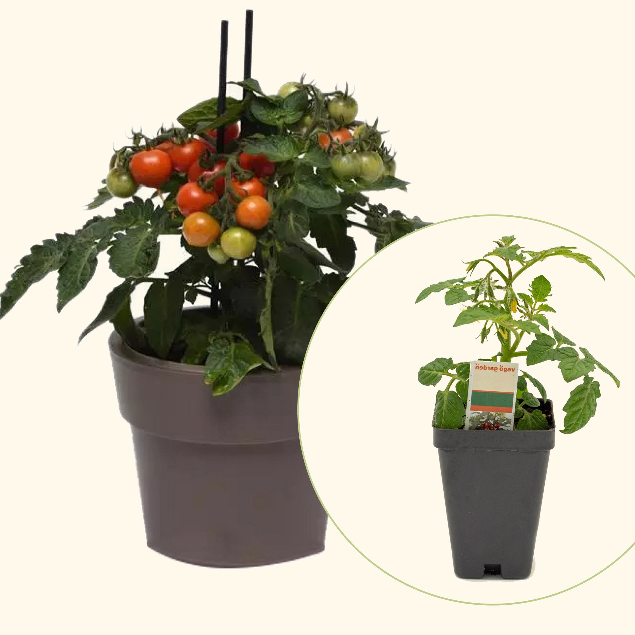 Kitchen Minis™ Red Velvet Tomato Seedling