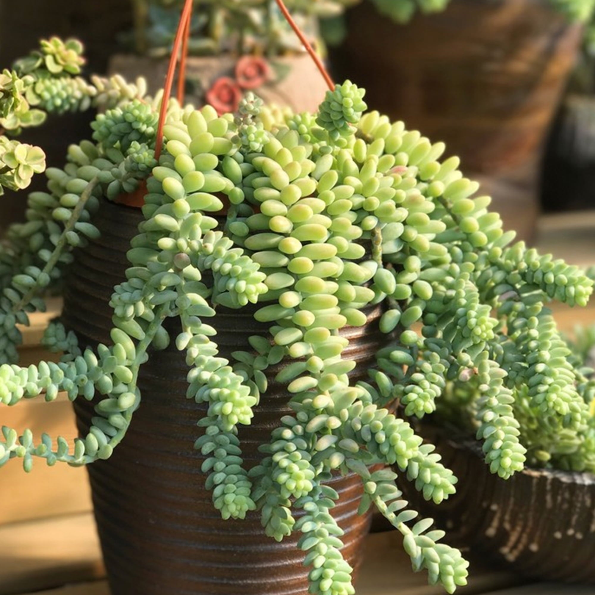 Long Branch 4 inch Burro's Tail Succulents Plants Sedum Morganianum Donkey's Tail Fully Rooted