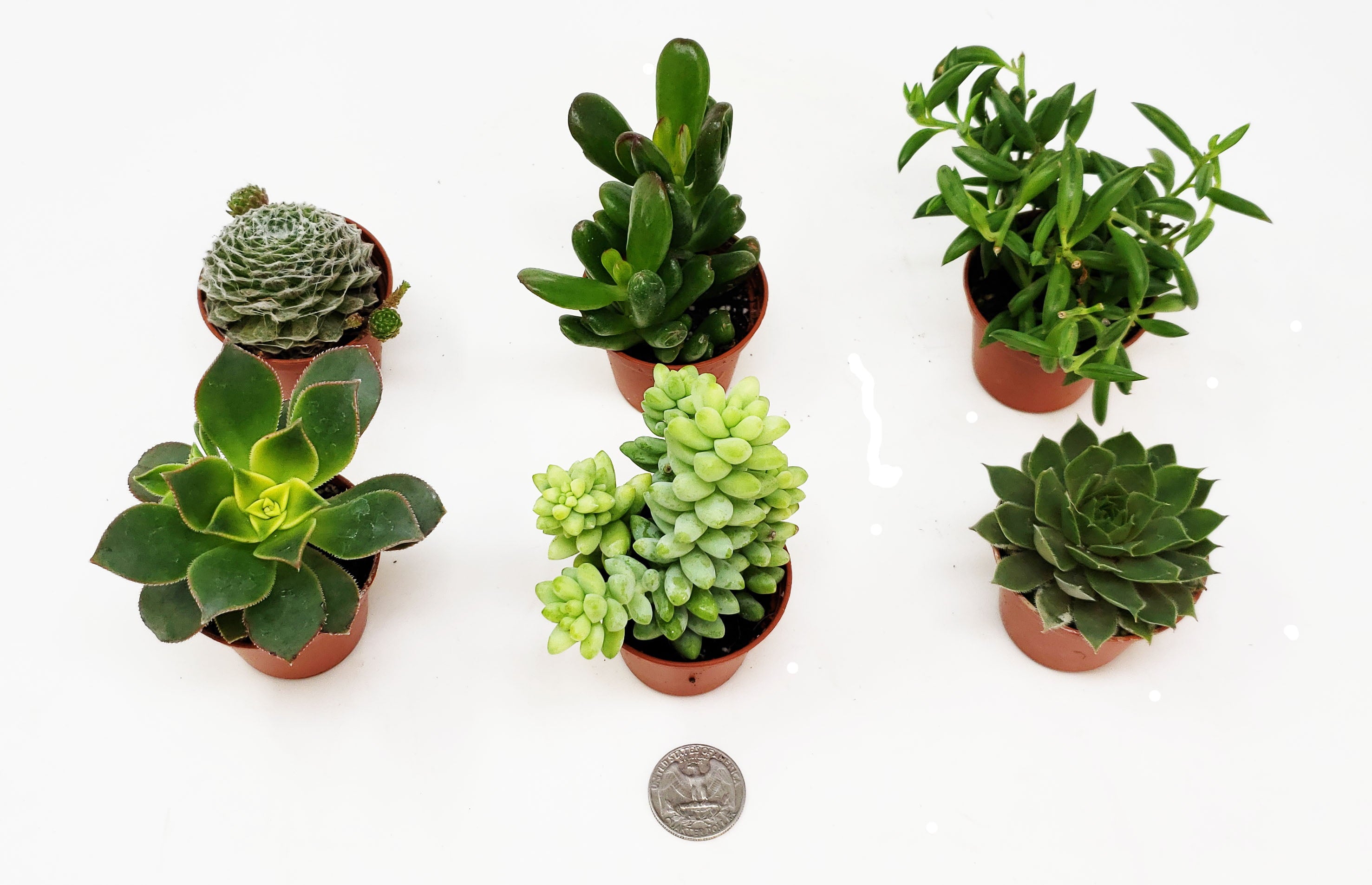 9GreenBox 6-Pack Succulents - Choose from 10 Types of Real and Hand-Picked Succulent Plants in Mini Pots - Home and Office Desks， Shelves， Windowsill Decor - Great Wedding， Birthday， Christmas Gift