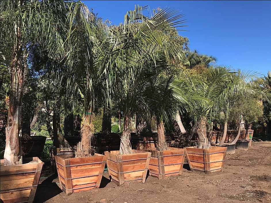 Mule Palm - Live Plant in a 3 Gallon Growers Pot - Xbutiagrus Nabonnandii - Rare Ornamental Palms of Florida