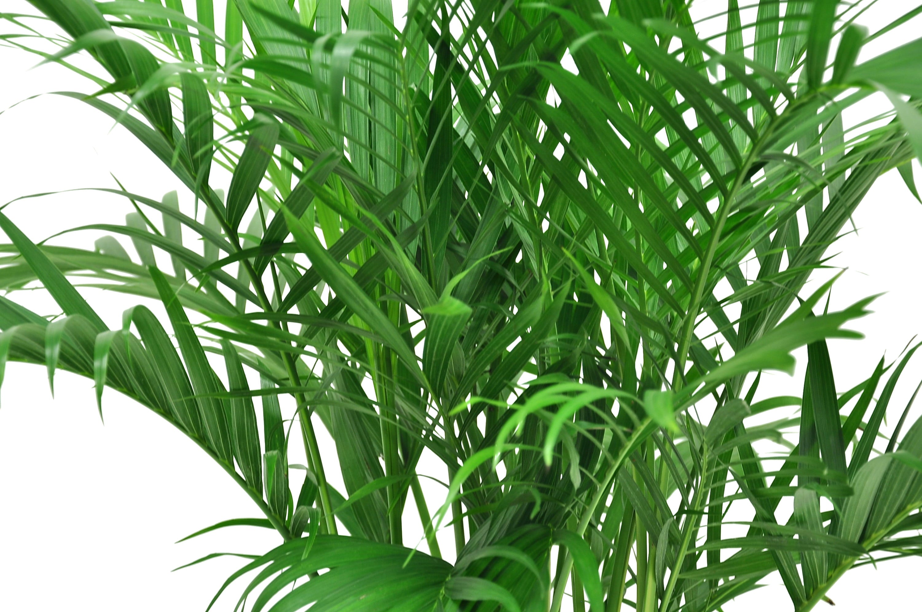 Costa Farms Plants with Benefits Live Indoor 32in. Tall Green Cat Palm; Bright， Indirect Sunlight Plant in 9.25in. Décor Pot