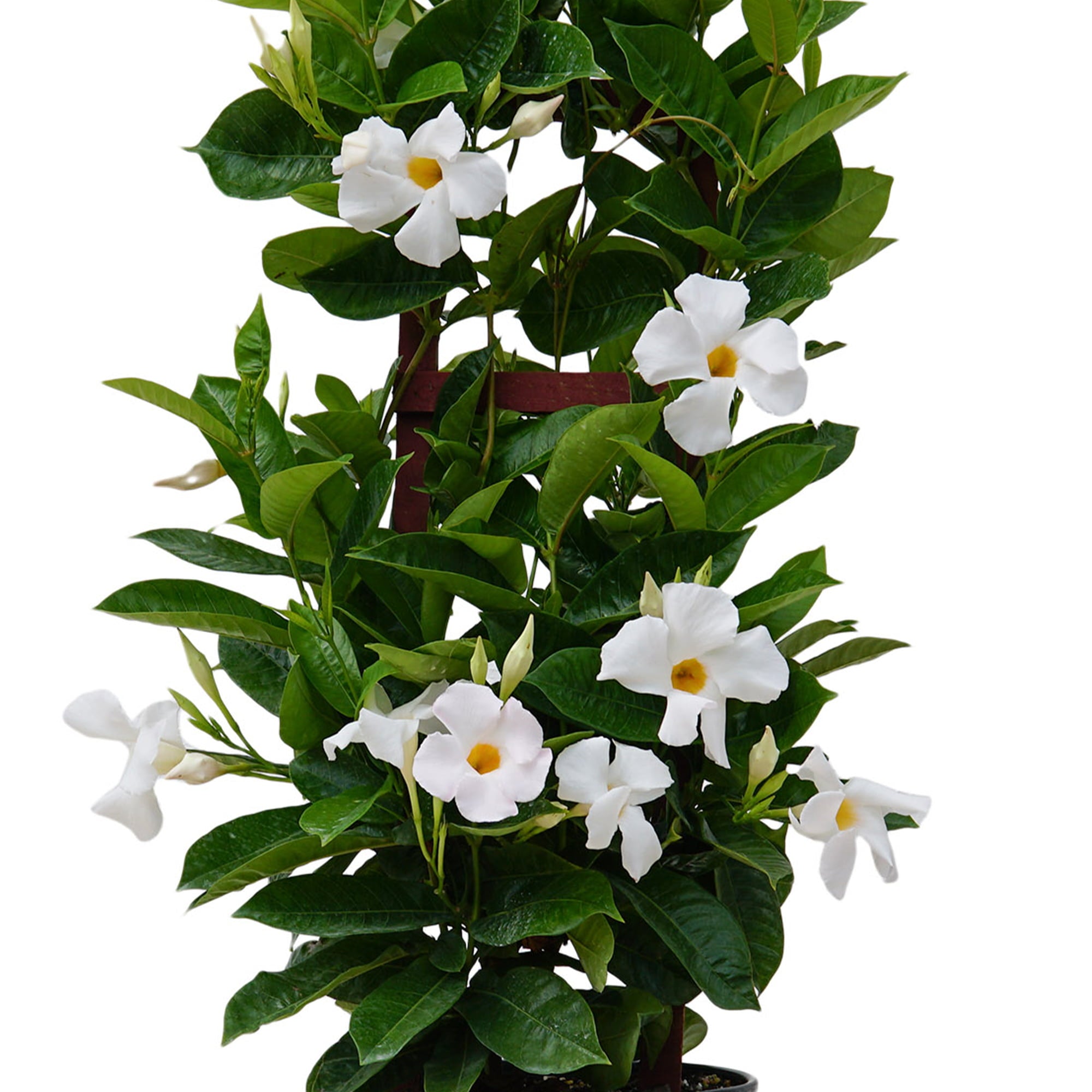 United Nursery Live Mandevilla Trellis White Plant 28-30 Inches Tall in 9.25 Inch Grower Pot