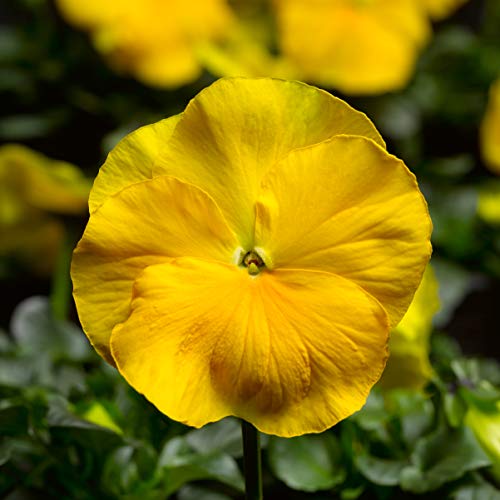 3.5 Inch Pot/18 Count Flat - Pansy Delta