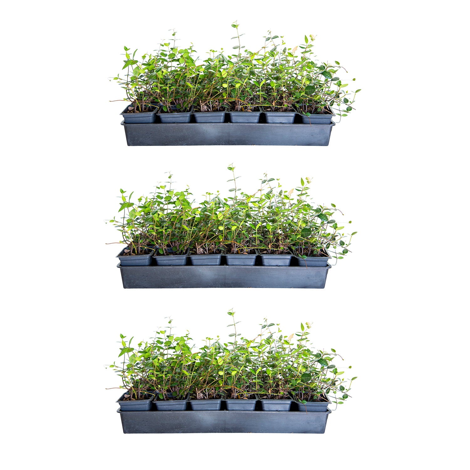 Asiatic Jasmine - 54 Pack (3.25 In. Pots) Evergreen Groundcover Vine - Full Sun Live Outdoor Plant