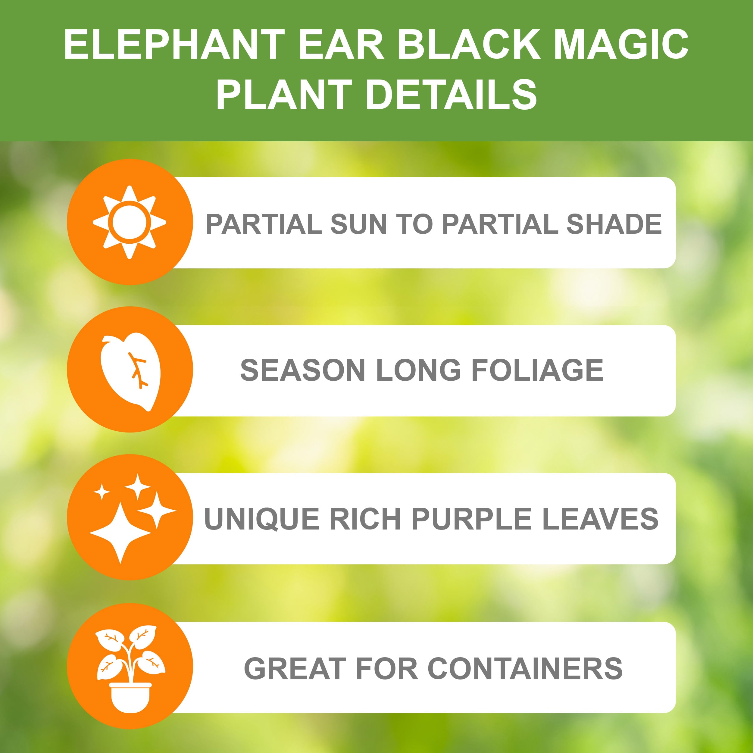 Garden State Bulb Black Magic Taro Elephant Ear Bulbs， 7/9 inches (Bag of 1)