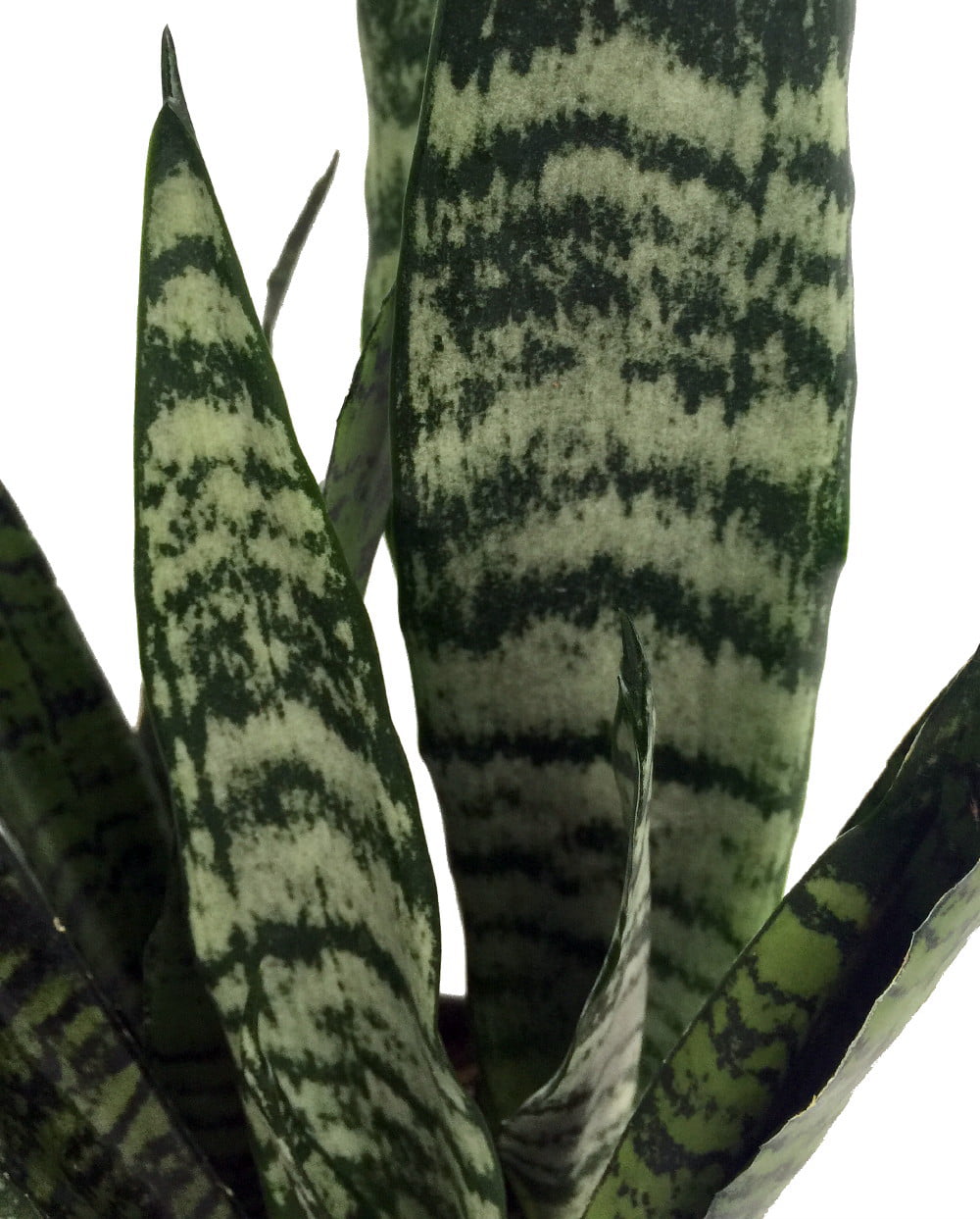 Zeylanica Snake Plant， Mother-In-Law's Tongue - Sanseveria - 2 Plants - 3