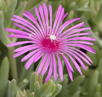 Classy Groundcovers - A collection of Magenta Blooming Plants for Sun that Deer Avoid: 25 Verbena 'Homestead Purple'， 25 Purple Cone Flower， 25 Ice Plant