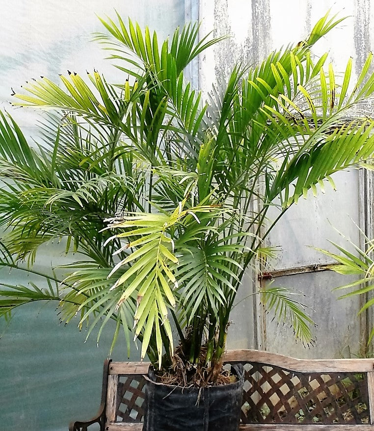 Wekiva Foliage - Cat Palm - Live Plant in an 10 inch Growers Pot - Chamaedorea Cataractarum - Beautiful Clean Air Indoor Outdoor Houseplant