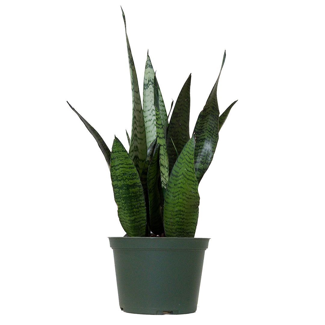 United Nursery Live Sanseveria Robusta Plant 14-16 Inches Tall In 6 Inch Grower Pot