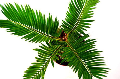 9GreenBox - Japanese Sago Palm - GREAT GIFT EASY TO GROW - 4