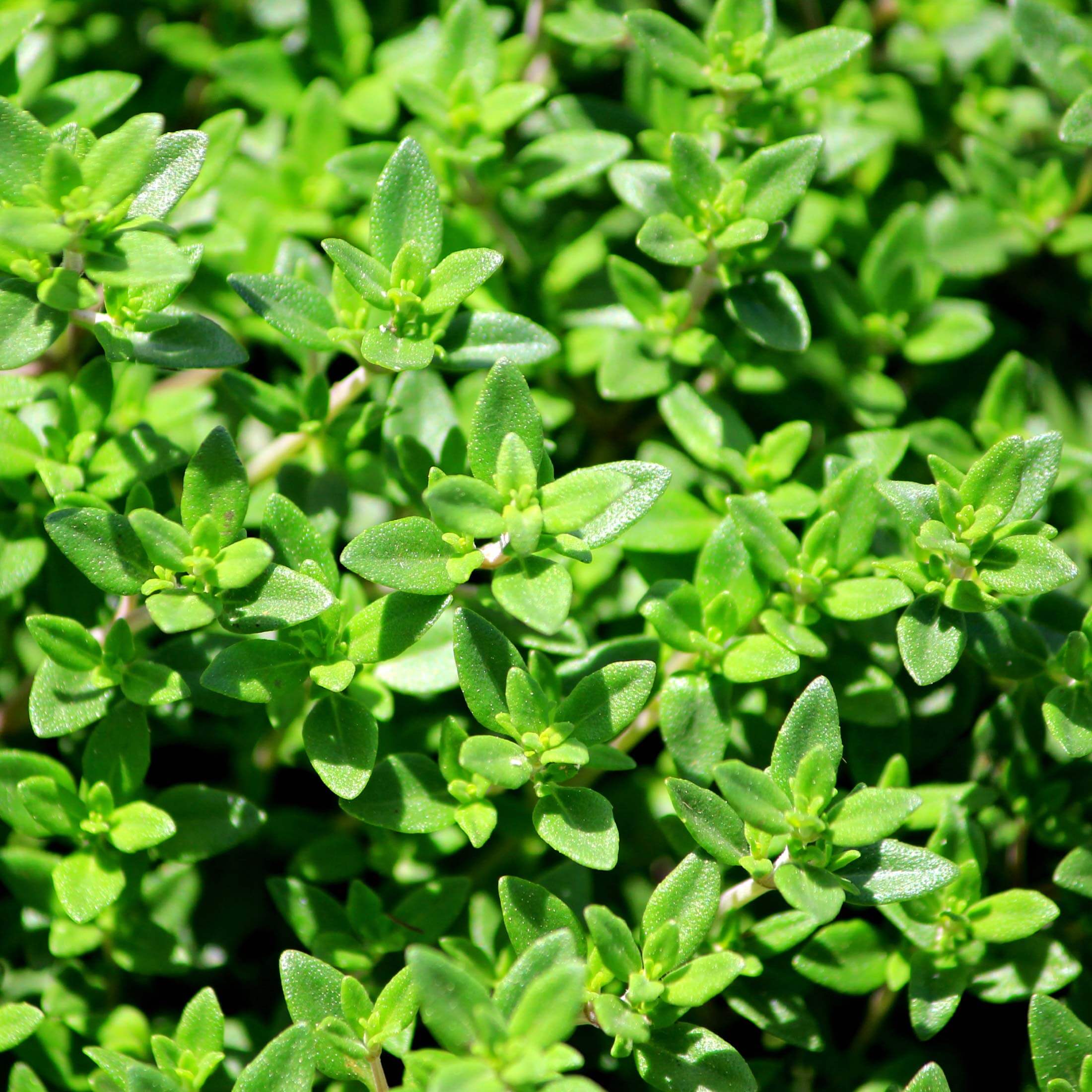 French Thyme Seedling