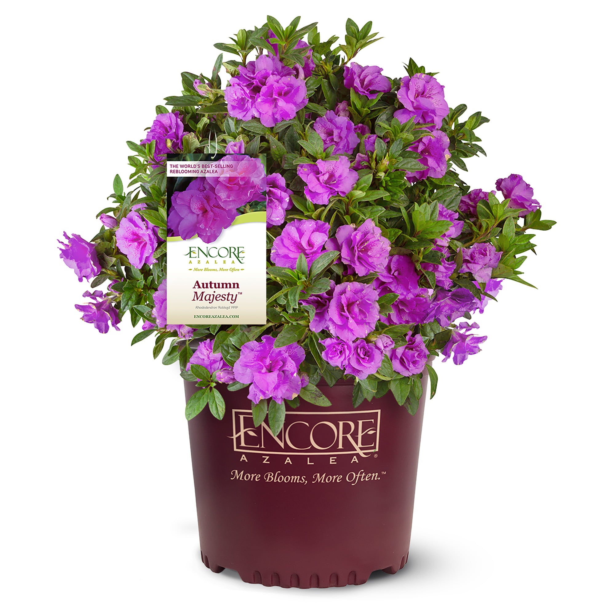 Encore Azalea Autumn Majesty Shrub 2 Gallon