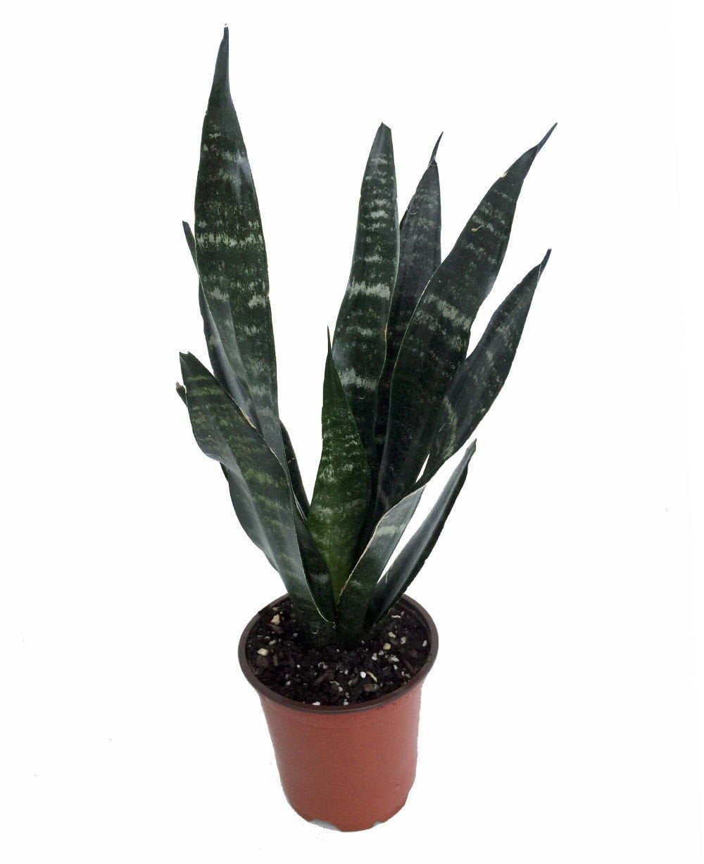 Robusta Black Snake Plant - Sanseveria - Almost Impossible to kill -6