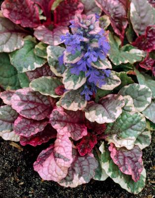 Classy Groundcovers - Collection #1 of Variegated Plants for Shade that Deer Avoid: 25 Variegated Lilyturf， 25 Sedge 'Ice Dance'， 25 Bugleweed 'Burgundy Glow'