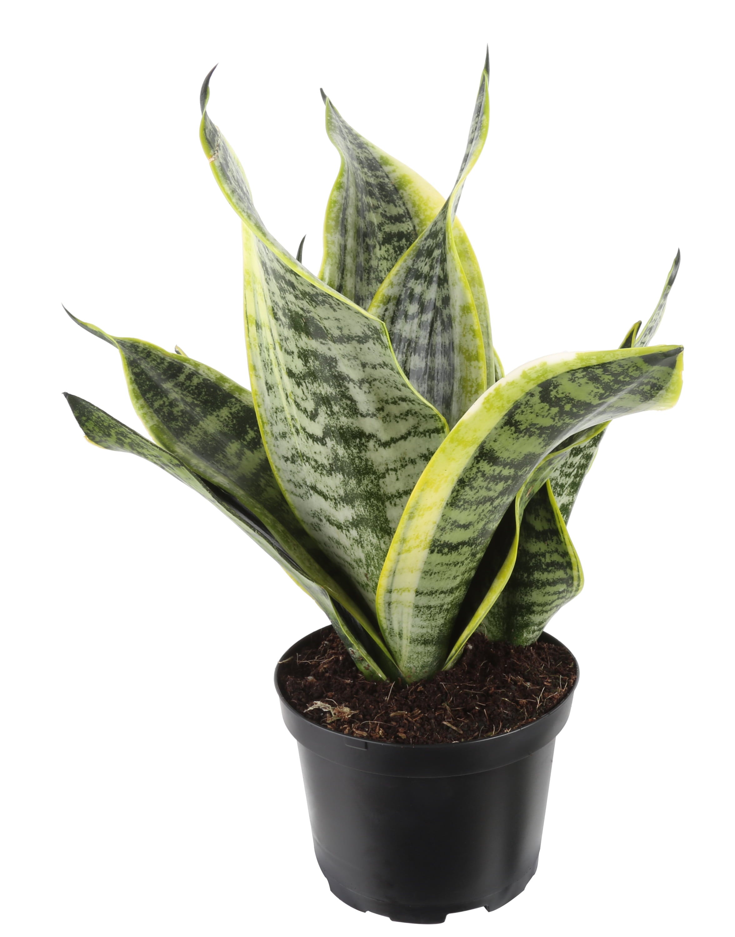 Costa Farms  Live Indoor 23in. Tall Green Snake Plant; Medium， Indirect Light Plant in 6in. Grower Pot