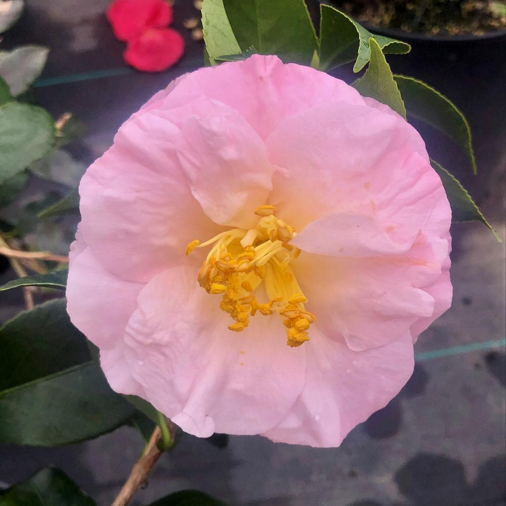 Camellia April Blush-Cold Hardy to 5*F