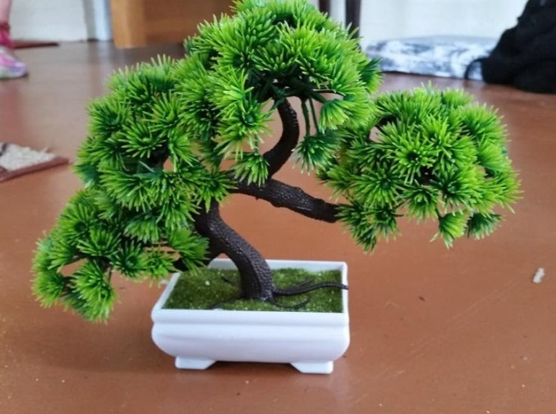 Gorgeous Bonsai with Very Attractive Pot in Green Color -Excellent Gift..