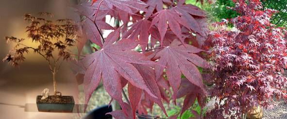 Bloodgood Japanese Maple - Bonsai or Outdoors - Acer palmatum - 5.5