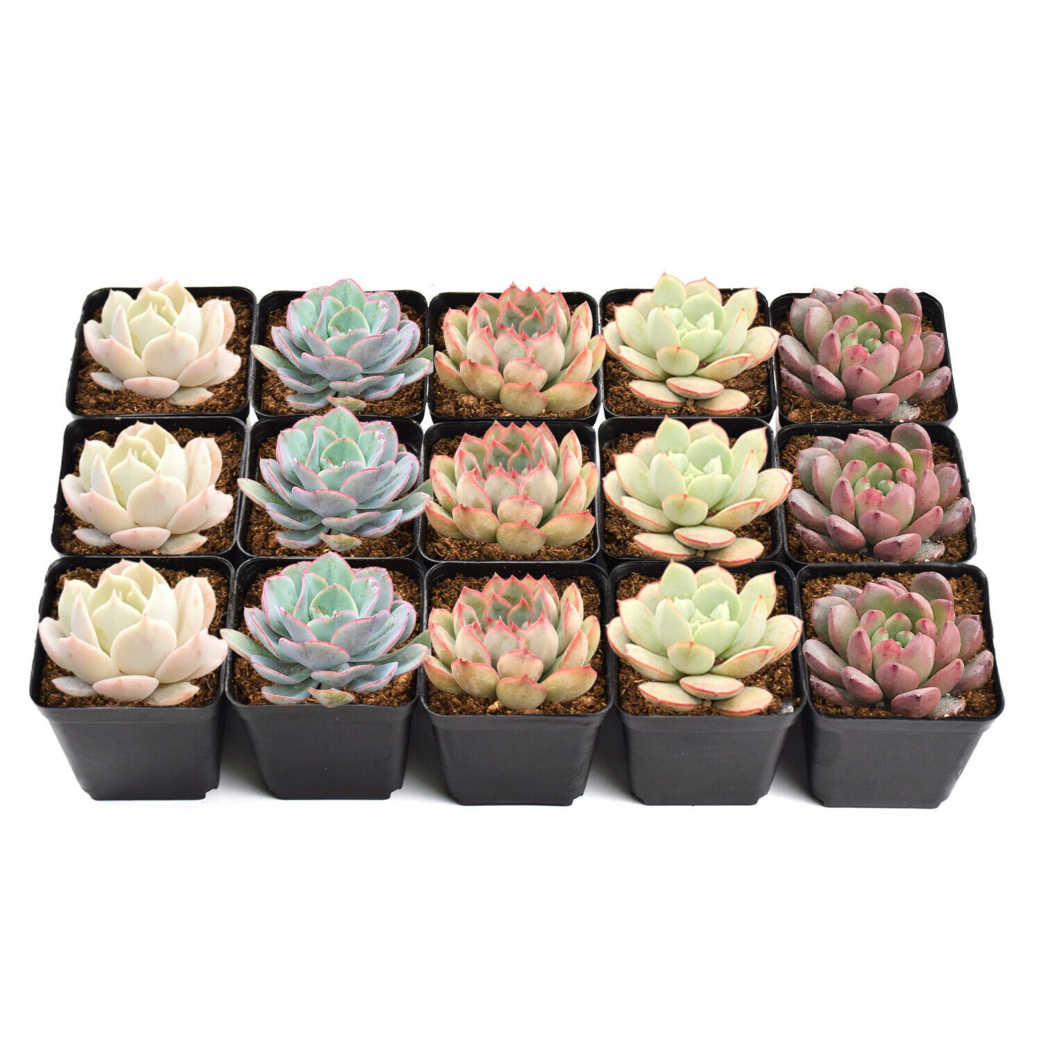 15 Pack Succulents Plant Rooted in 2inch Planters Rare Live Assorted Plants For Wedding Christmas Garden